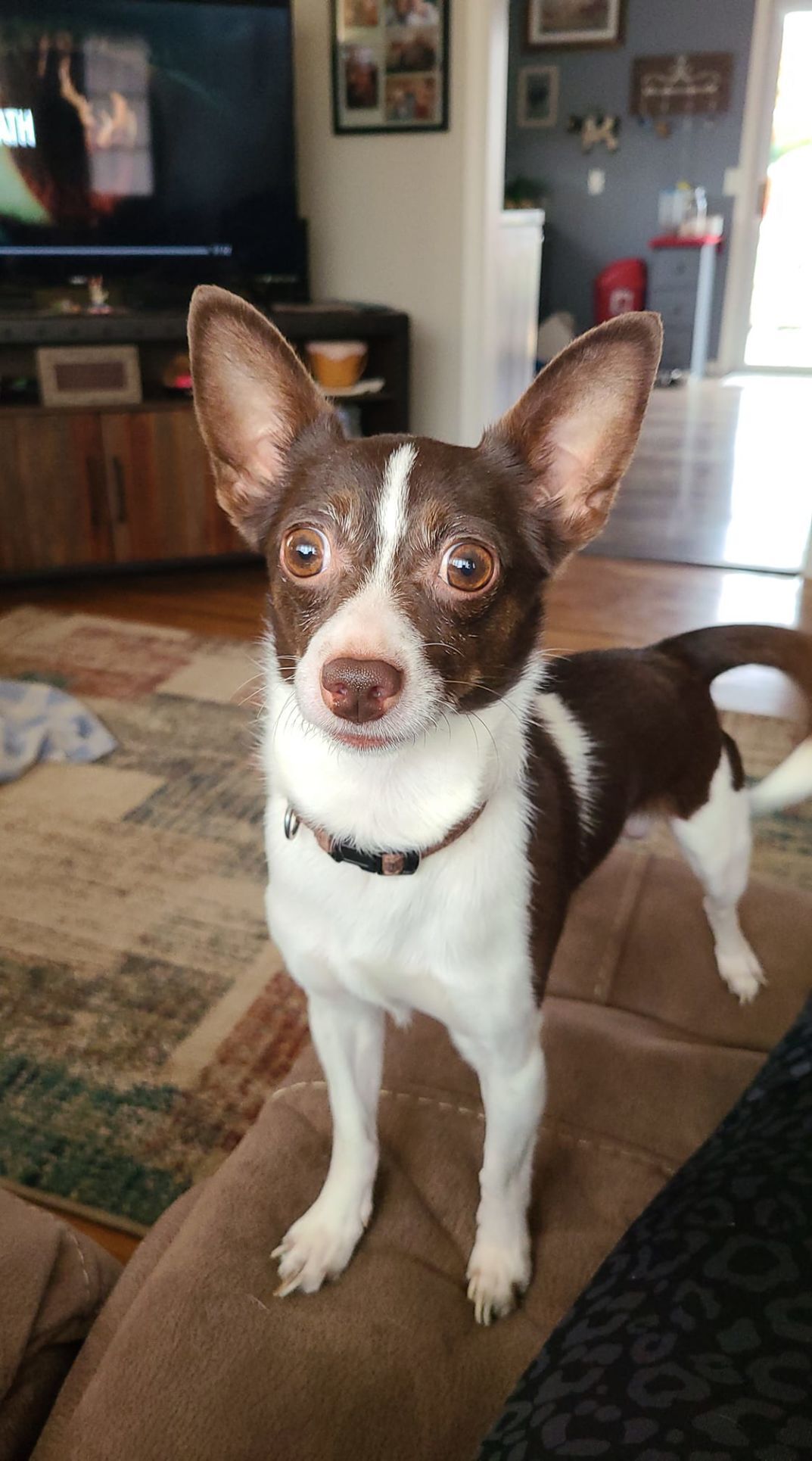 Willie Nelson Brown, submitted by Brandy Leggett Brown